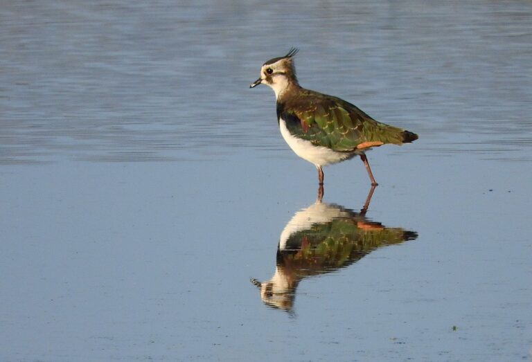 lapwing 1600x1090